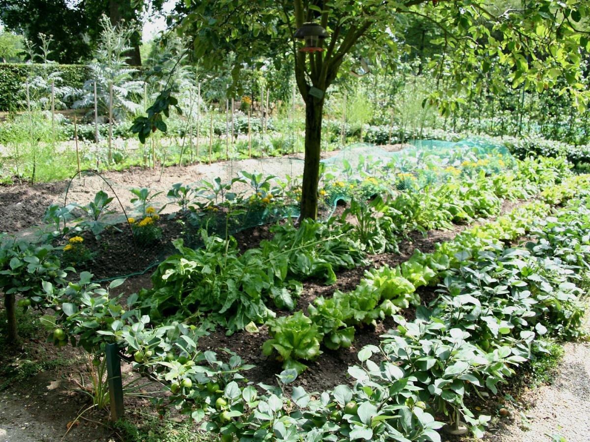 Как победить садовых вредителей с помощью простого кухонного средства