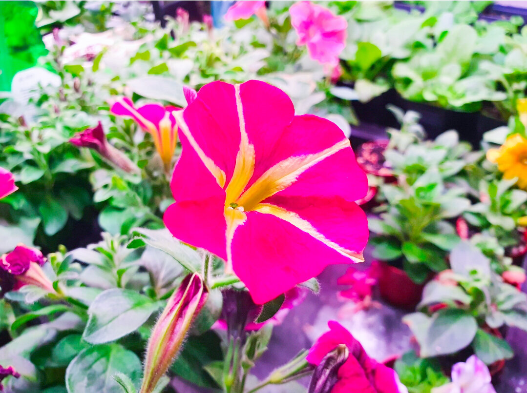 Как сохранить рассаду: неожиданные проблемы даже опытных садоводов