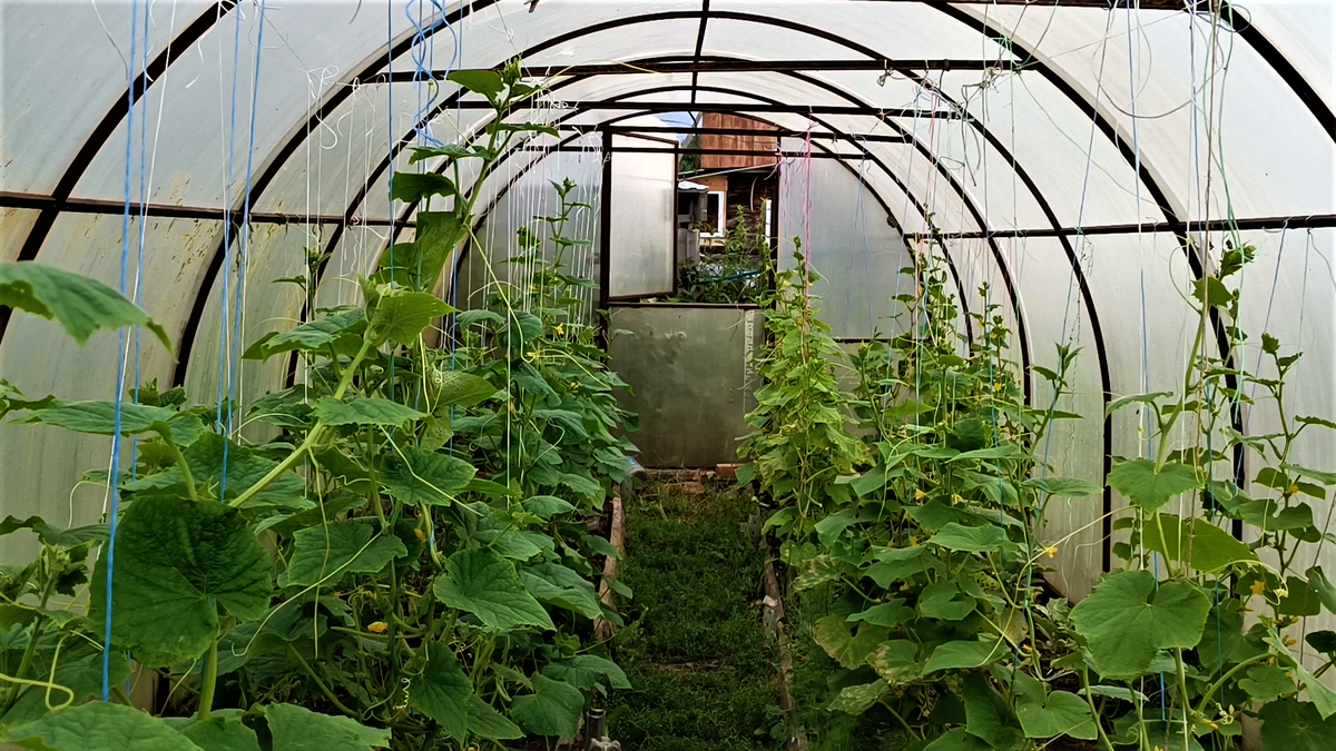 Соседка в теплице: как сажистый гриб ruin урожай