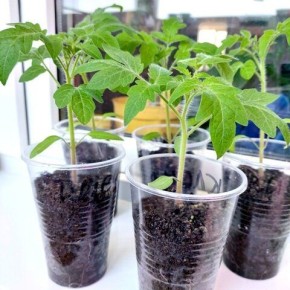 ��� ��������� ��������� �� �������� ������� ����� ���������