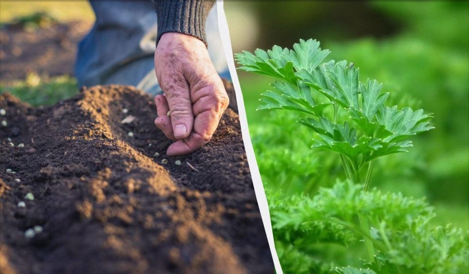 ������� ������ ������� ��������: ����� � ��� ��� �������