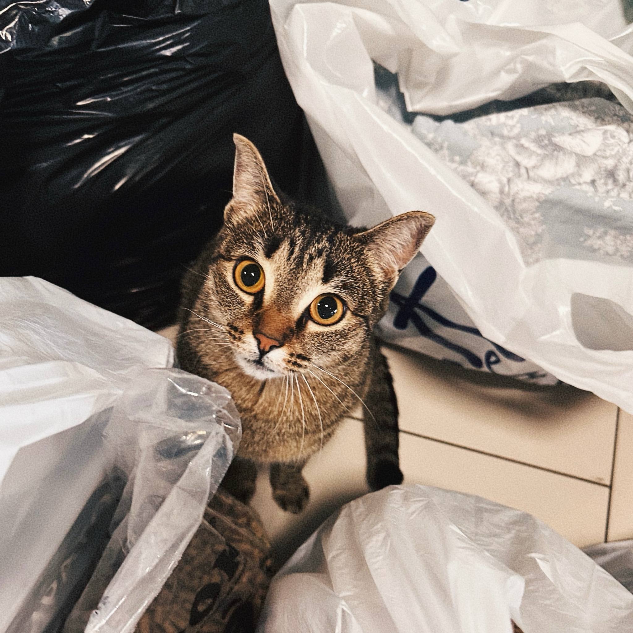 Большая помощь маленькому другу — это просто! Большая помощь маленькому другу — это просто!