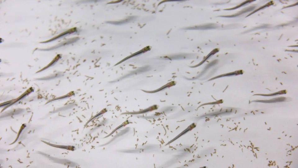 ��������� ������ ������� ��� �������� � ����������� �����