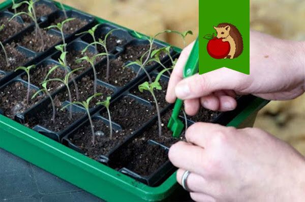 ��� ������� ������ ��� ��� ��������� ������: ������ �� ������� ��������� � ������� �����