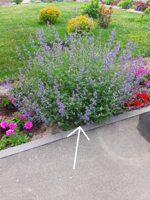 ������� ������ �������� �� �������� �������� ������