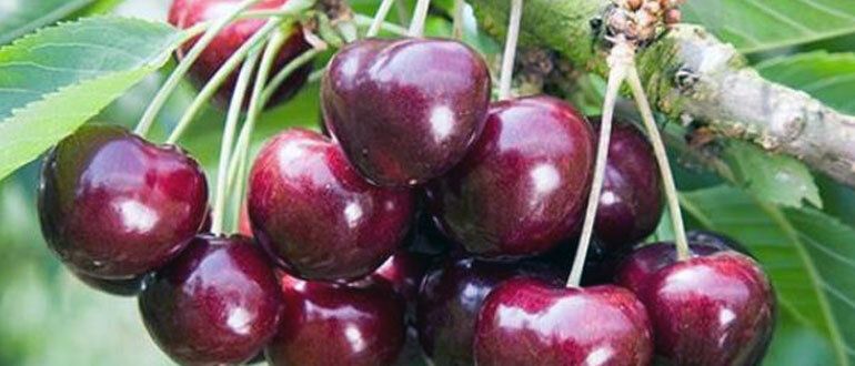 ����������� �������: ������� ��������� ����