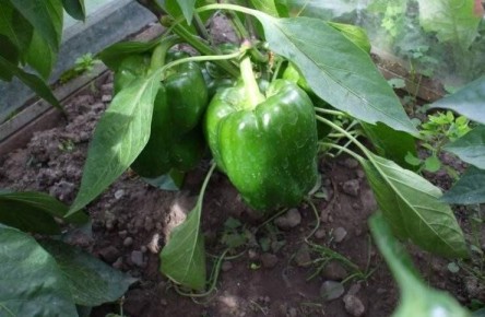 ��� ��������� ����� � ������� �� �������������: ������� � ������