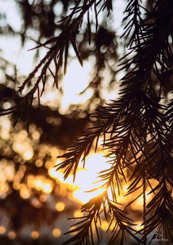 ����� ���� ���� �������� � ���� �����