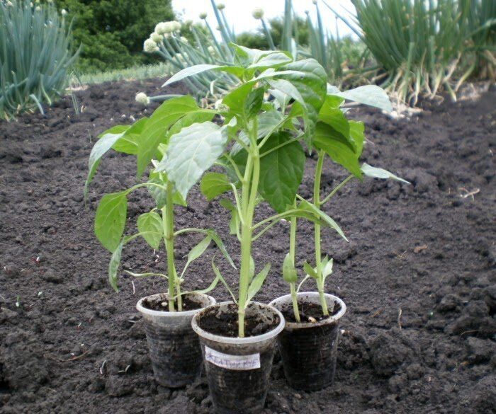 ����� ����� �����: ����������� �������, ������� ������ �� �������