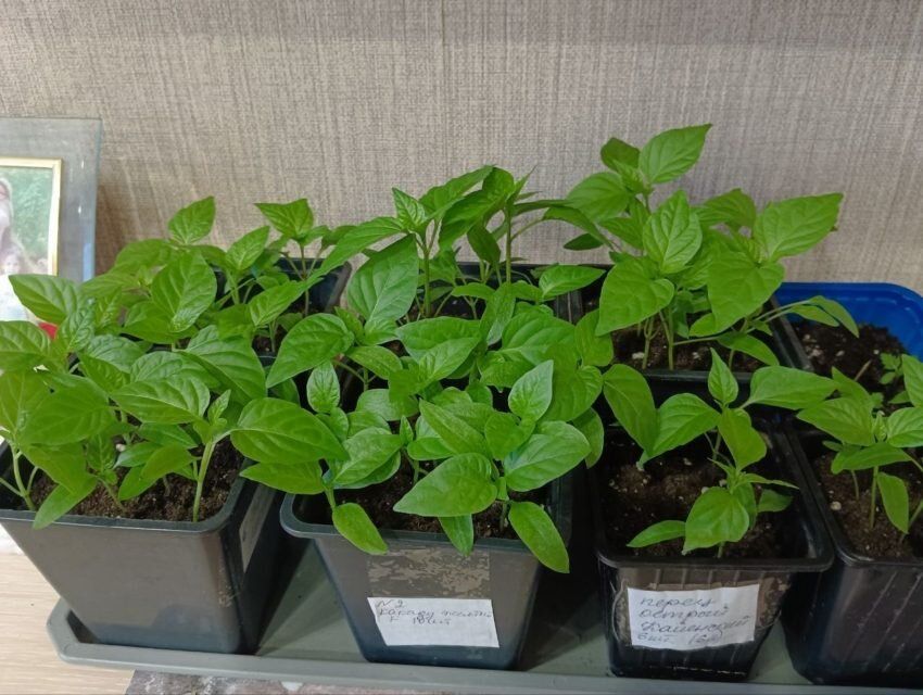 ��������� ������� ������: ������ � ������� ��� ��������� �����