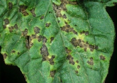 Вредители атакуют: срочные меры для защиты вашего дачного участка