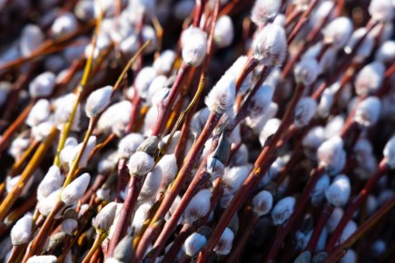 Вербное воскресенье: традиции и главные запреты светлого праздника