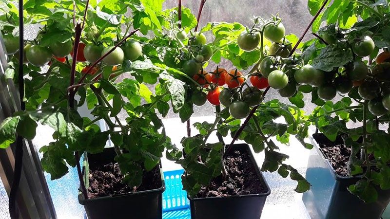 ����� ������� ��� �����������: ������ ����� ��� ��������� �����������