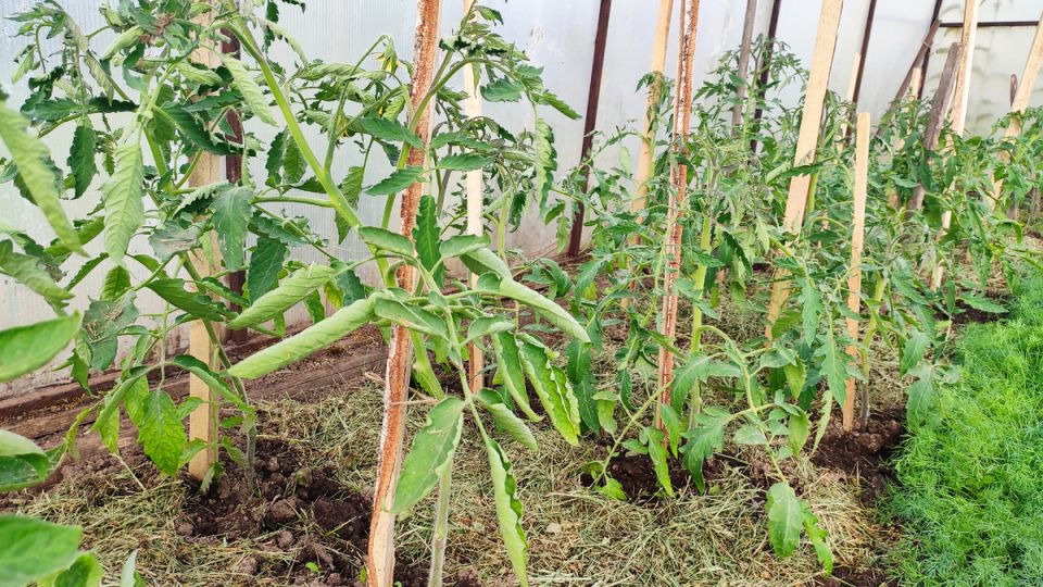 ���������� ������: ��� ���������� � �������� �� ���������