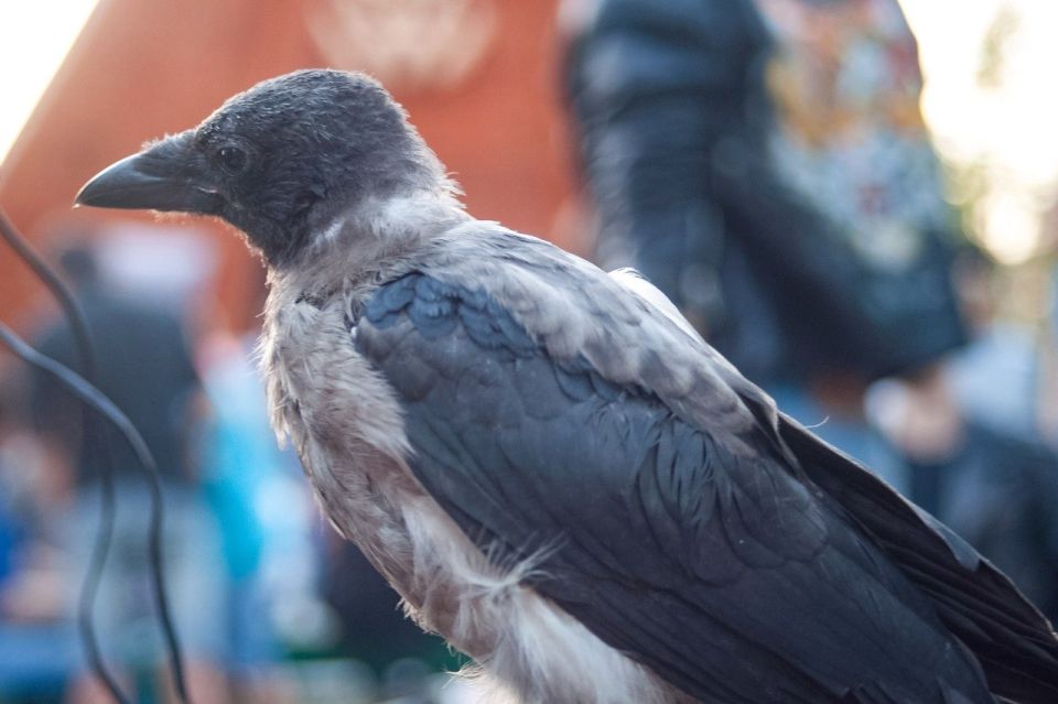 � ��������� ������� ������� ����