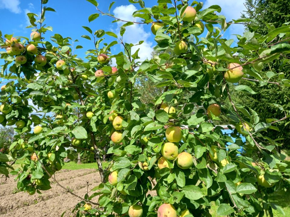 ��� ������ �������� �� ������������� ������� ���� �������� ��������