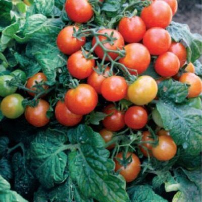 ����� ������� �� �����������: ���������� ����� ��������� �������