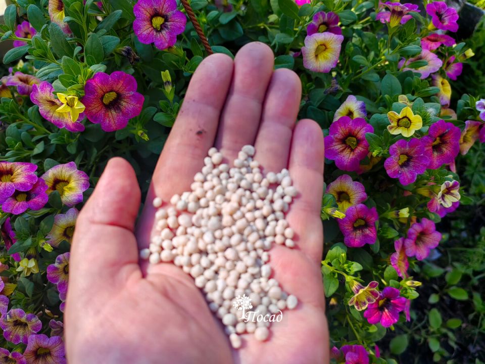 ��� ������� ��������� ���������: �������� ��� ������������ ������������ ���������