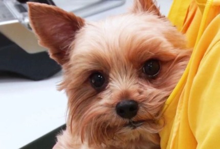 Усы, лапы и хвост — не документ