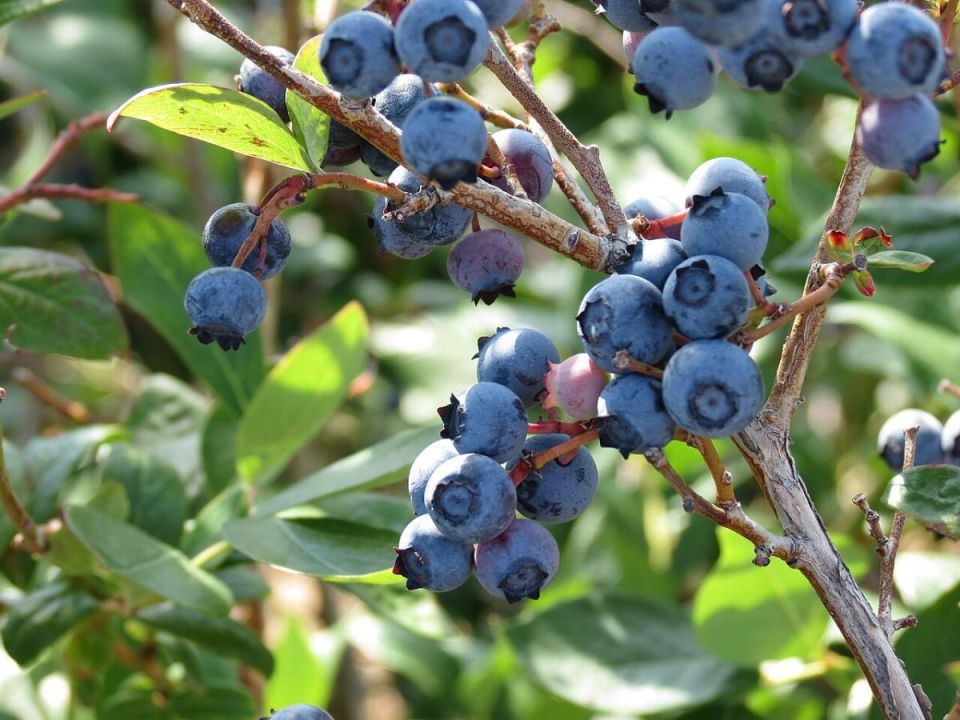 ������� �������� ��������: ��� ��������� ������������� ��� �������� ������