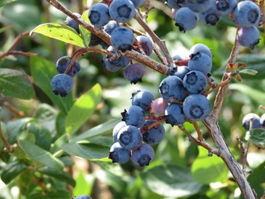 ������� �������� ��������: ��� ��������� ������������� ��� �������� ������