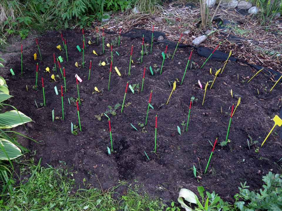 ������� ��������� ����������� ����������