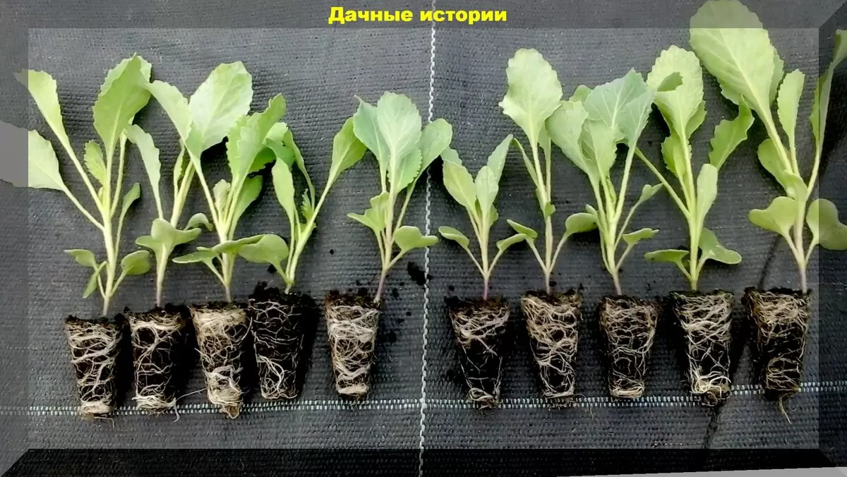 Как вырастить отличную капусту: советы и секреты