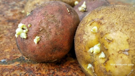 ��� ��������� ������ ���������: ������ �� �������� �������