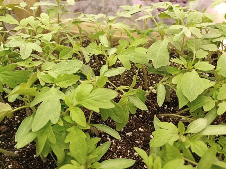 ����� �� �������: ��� ����� ����� � ����� �� �������� ������