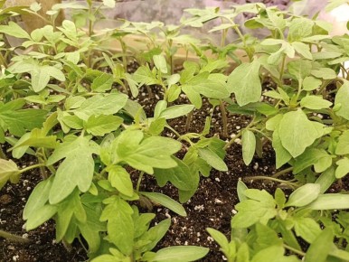 Весна на грядках: что стоит сеять в марте по регионам России