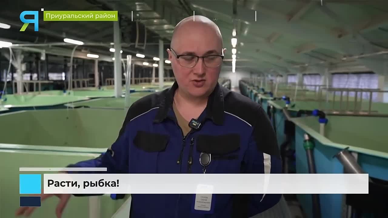Пошли муксунчики! Как на Ямале выращивают рыбу