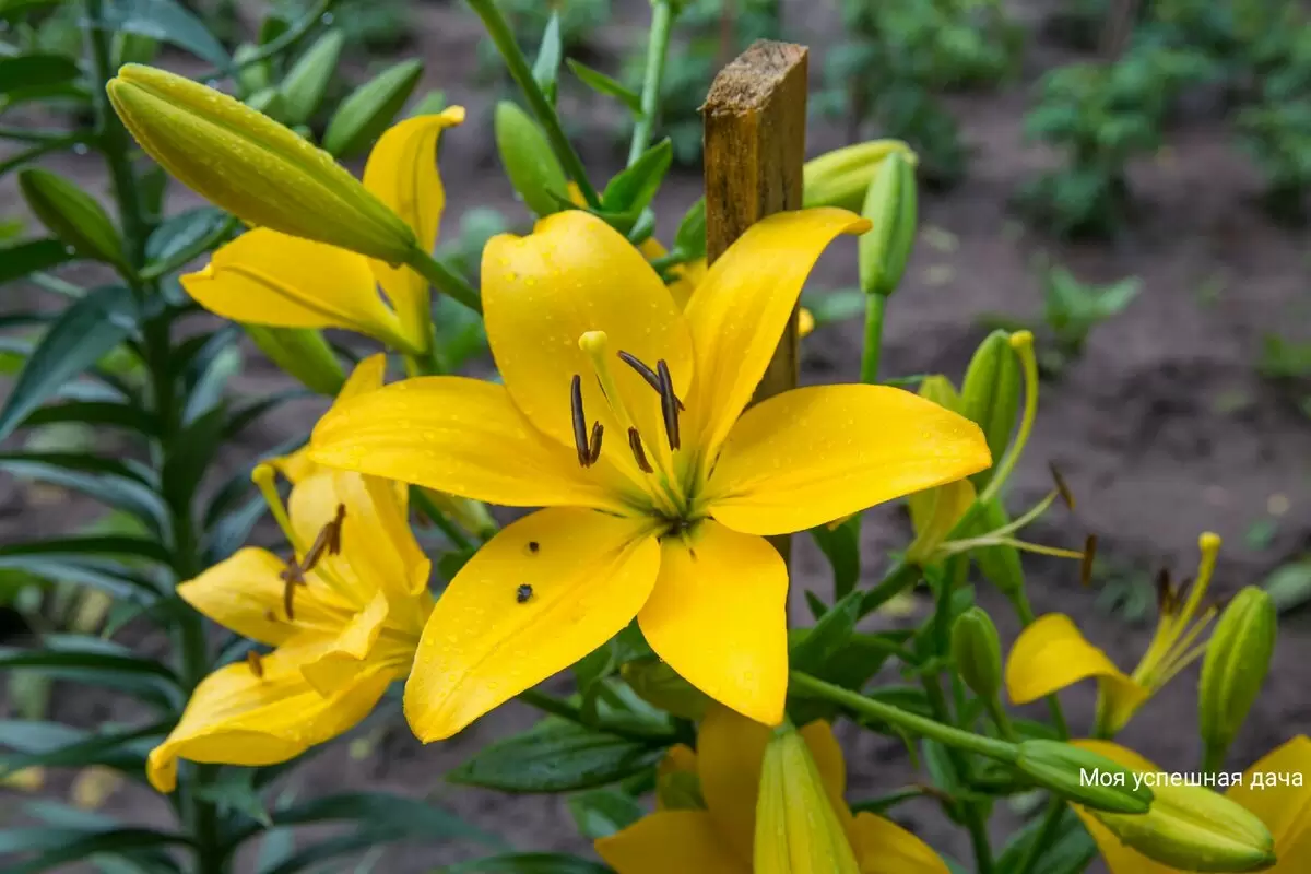 Весенний уход за лилиями: секреты пышного цветения на весь летний сезон