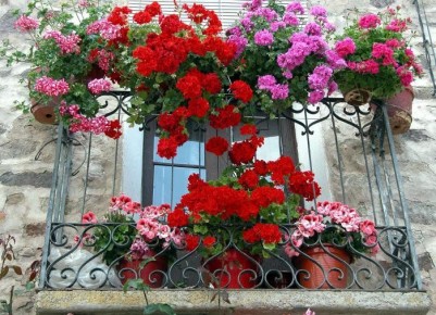 Выбор растений для окон: создайте уют и экологию