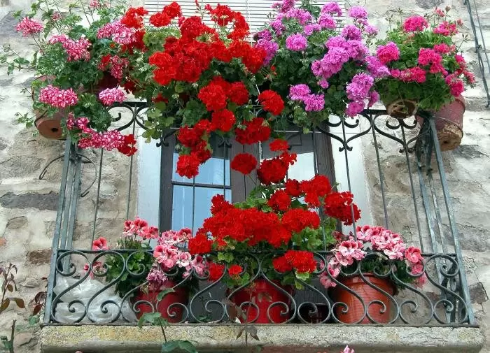 Выбор растений для окон: создайте уют и экологию