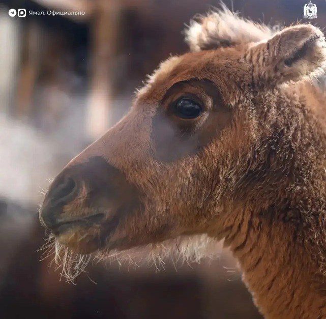 ������������ ����������: � ��������� ������� ��������� ��������