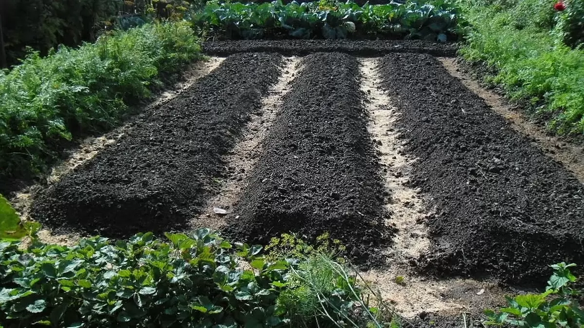 Как осенние заботы о теплице обеспечивают богатый урожай томатов