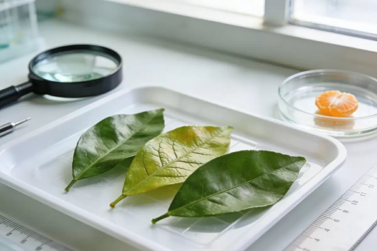 Ученые представили инновационный метод извлечения полезных веществ из мандариновых листьев