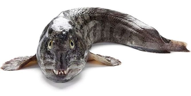 �������: ��������� ������������ ����������� � ����