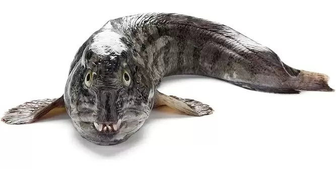 Зубатка: Доступная альтернатива деликатесам с моря