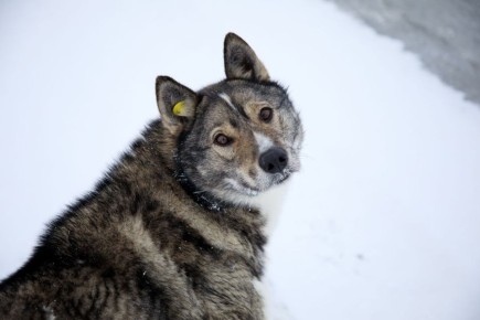 Салехардцы жалуются на бездомных собак