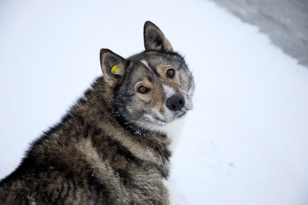 Салехардцы жалуются на бездомных собак
