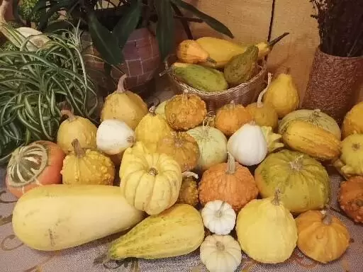 Как правильно подготовить декоративные тыквы к жизни в интерьере