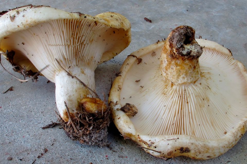 ������� ������� �� ���� ������� ��������