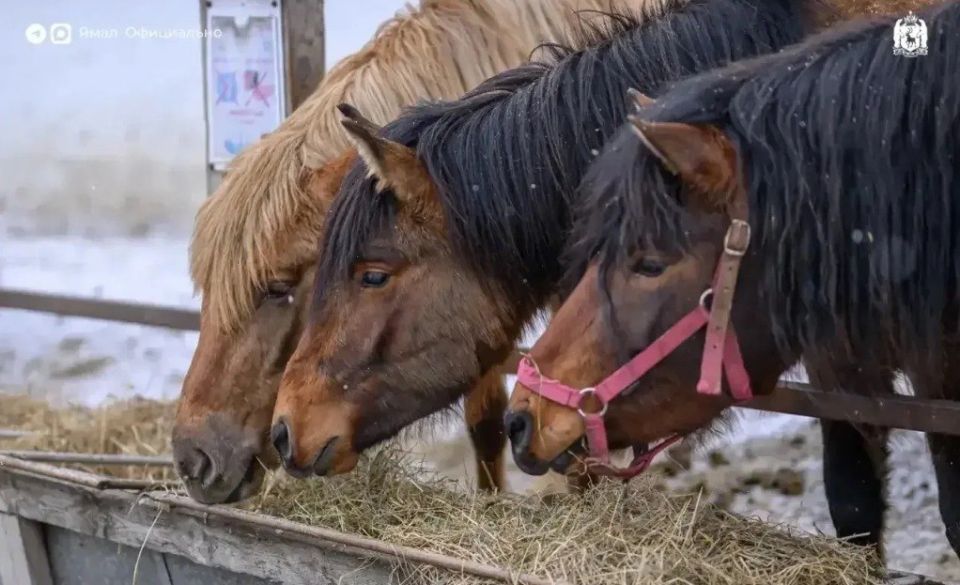 ������������ ����������: � ��������� ������� ��������� ��������