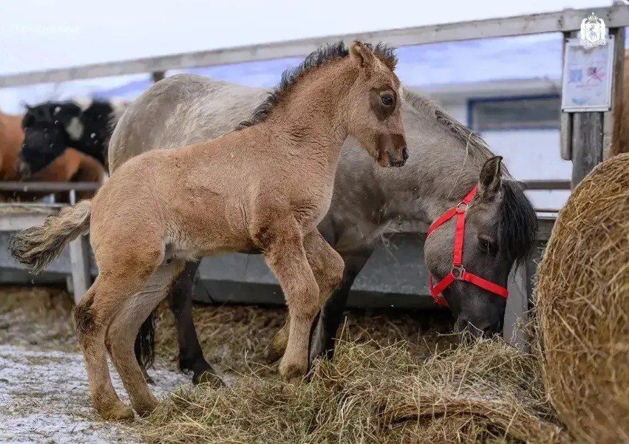 ������������ ����������: � ��������� ������� ��������� ��������