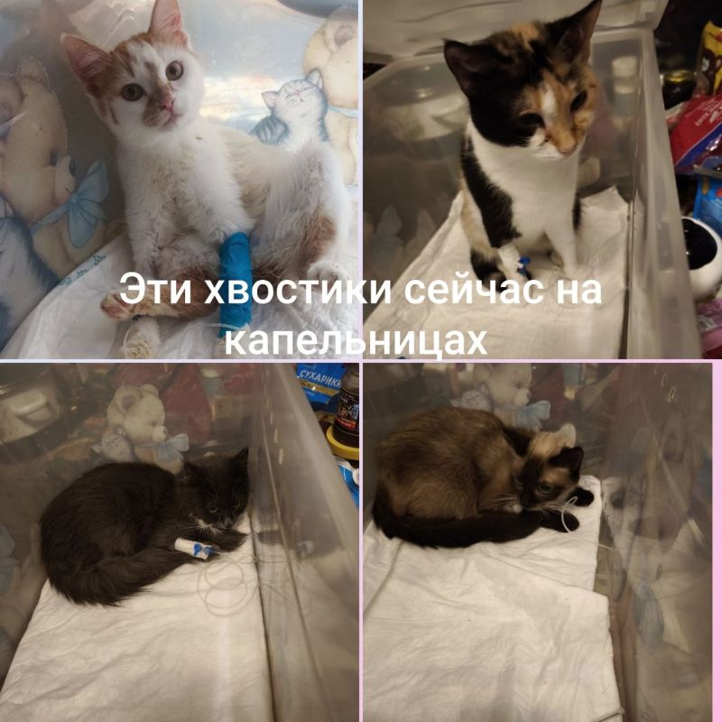 PS ������� ����� - 47 638�