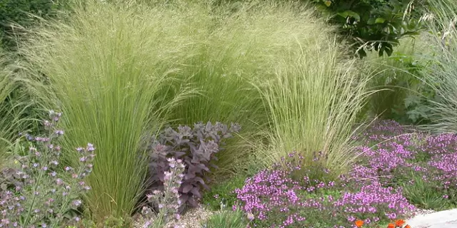 Декоративные злаки: как они могут преобразить ваш сад