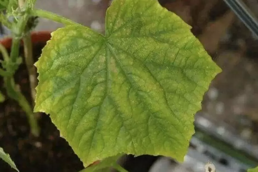 Причины пожелтения листьев огурцов и их решение