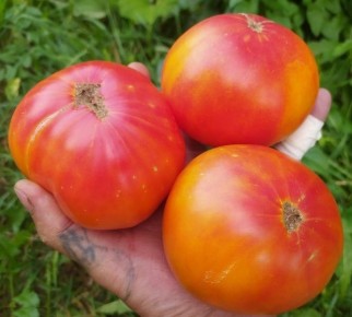 ����� �������� �����: ������ ���� � �������������� ������ � ������ �������