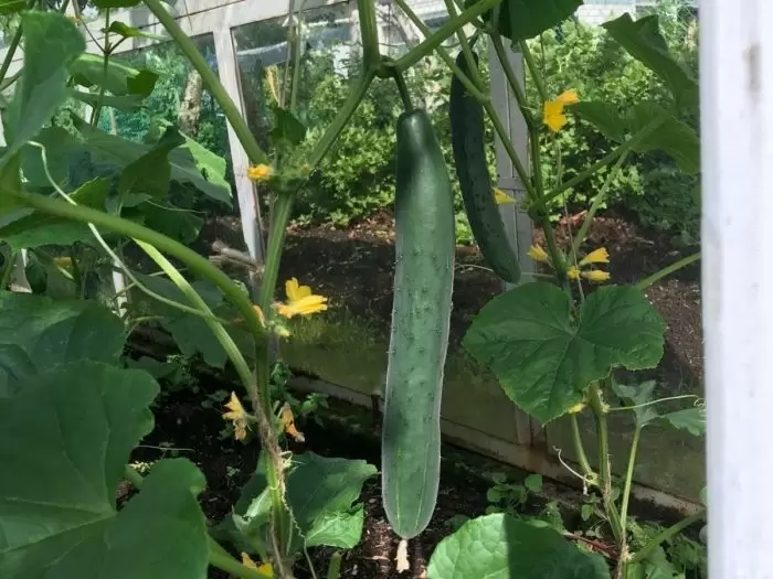 Огурец Киото Кинг: Как получить идеальный урожай в теплицах и на открытом грунте